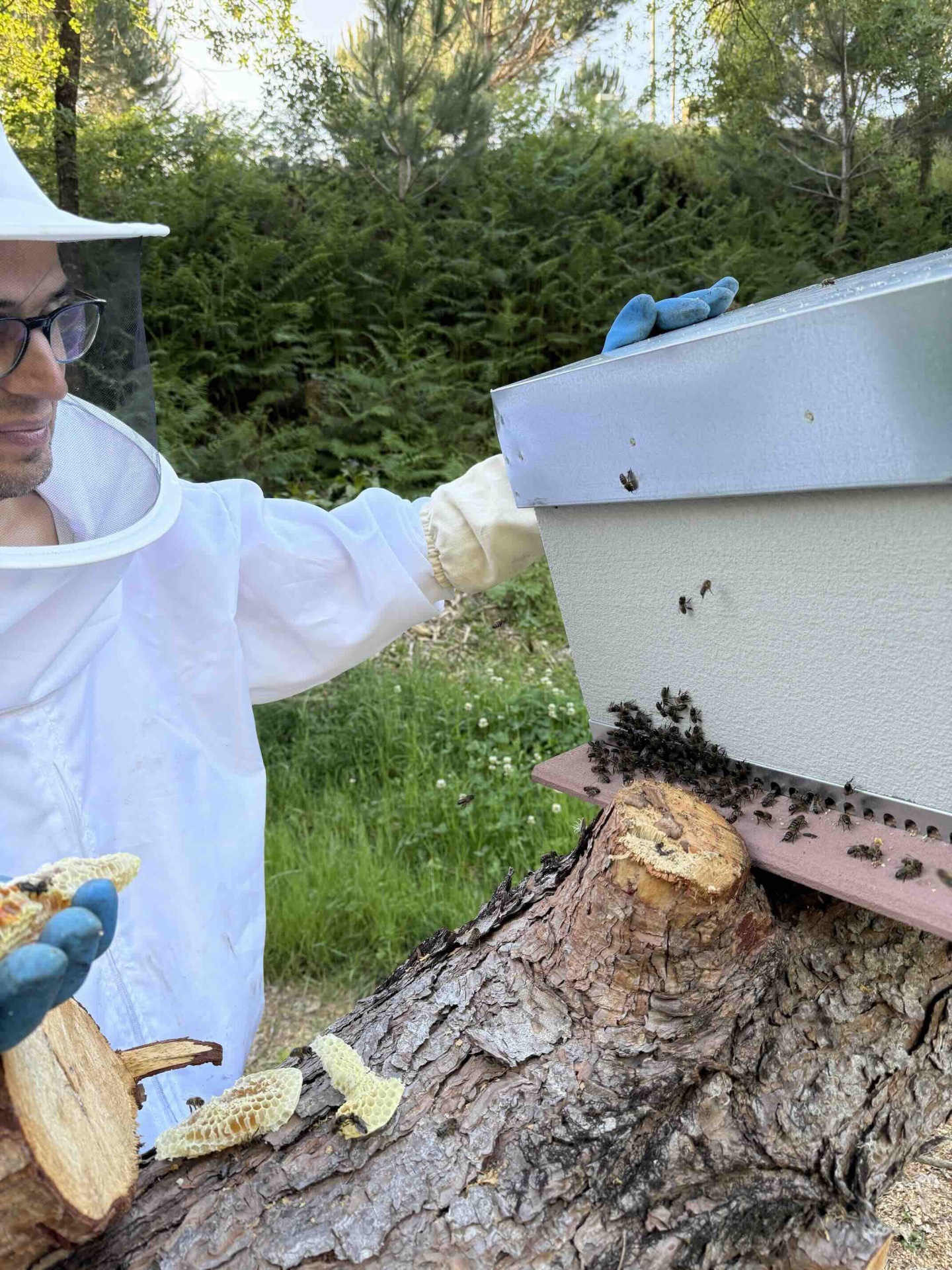 Pessoa com fato de apicultor inspecionando colmeia com abelhas e favos de mel