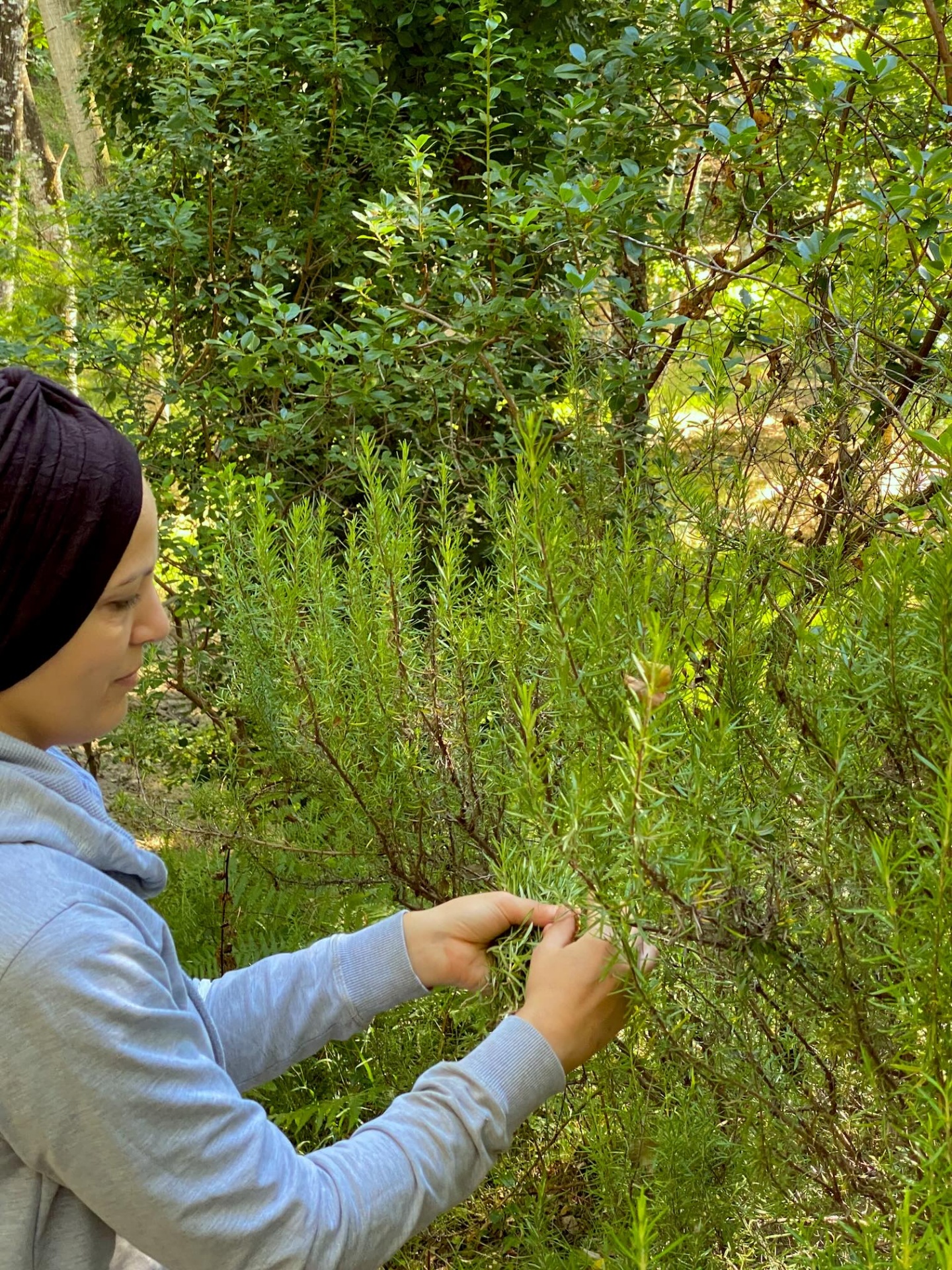 Pessoa a colher raminhos verdes de um arbusto em ambiente natural