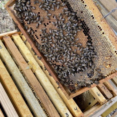 Colmeia de madeira com abelhas, favo e números escritos nas ripas de madeira.