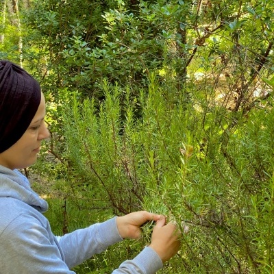 Pessoa a colher raminhos verdes de um arbusto em ambiente natural