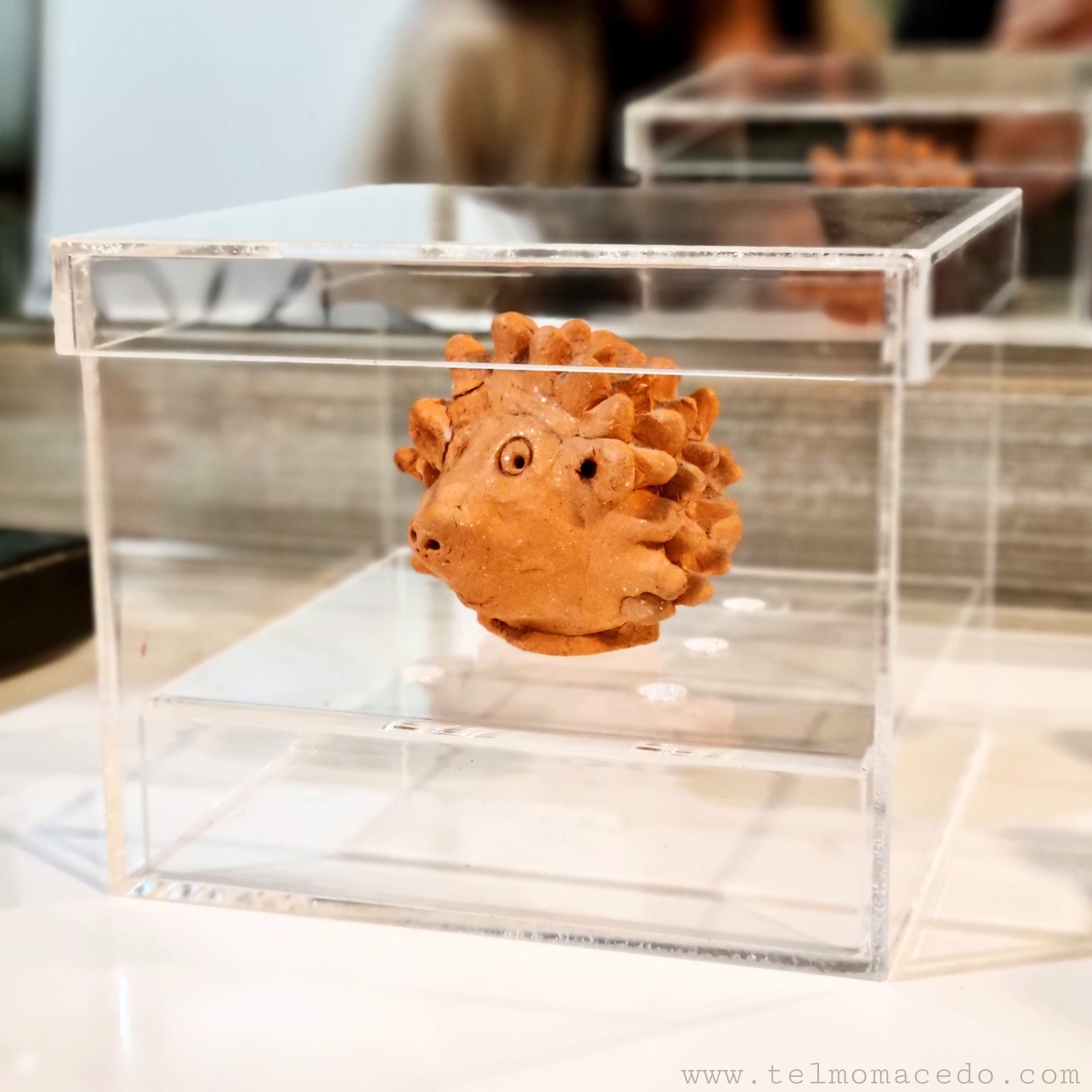 Telmo Macedo 1º Peça Escultura pequena de ouriço em terracota numa caixa transparente