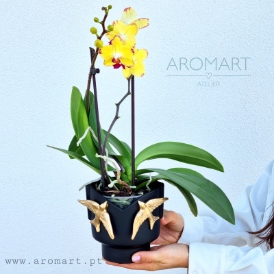 Orquídea amarela em vaso preto com beija-flores dourados segurada por mãos femininas