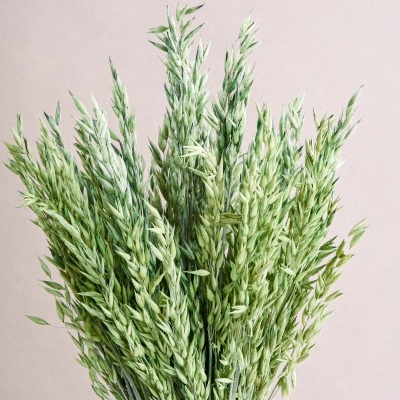 Bouquet de espigas verdes contra fundo cor de areia