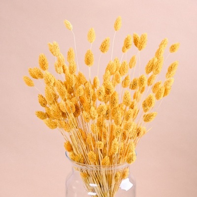 Ramo de flores secas amarelas em vaso de vidro sobre fundo rosa claro