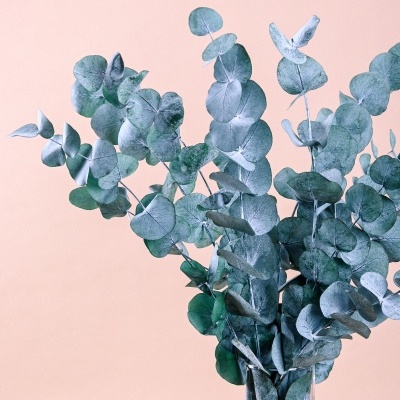 Ramo de eucalipto verde-azulado em vaso de vidro com fundo pêssego