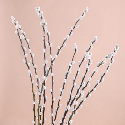 Ramos de salgueiro com botões brancos felpudos