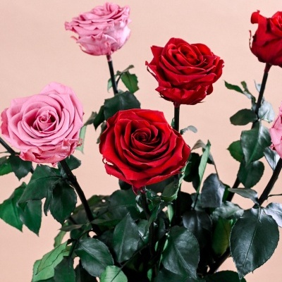 Ramo de rosas vermelhas e rosas com folhas verdes
