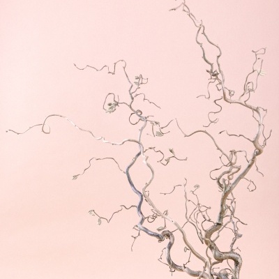 Ramo seco torcido contra fundo rosa