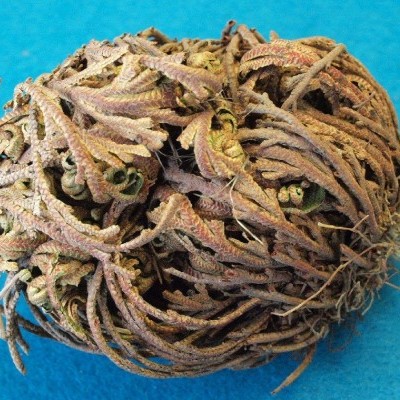 Semente ou fruto seco castanho com textura rugosa sobre fundo azul