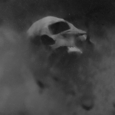 Caveira de animal alongada em névoa cinzenta