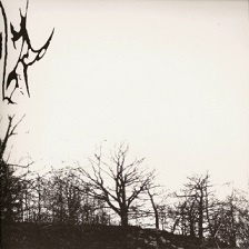 Paisagem natural com árvores despidas e céu claro em preto e branco