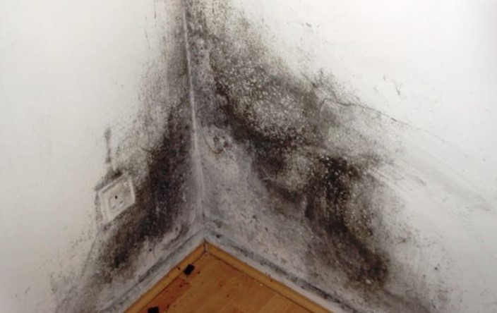 Parede com bolor preto em canto interior e chão de madeira clara