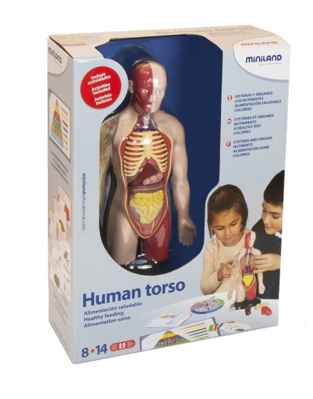 Brinquedo educativo torso humano com órgãos internos em caixa da Miniland