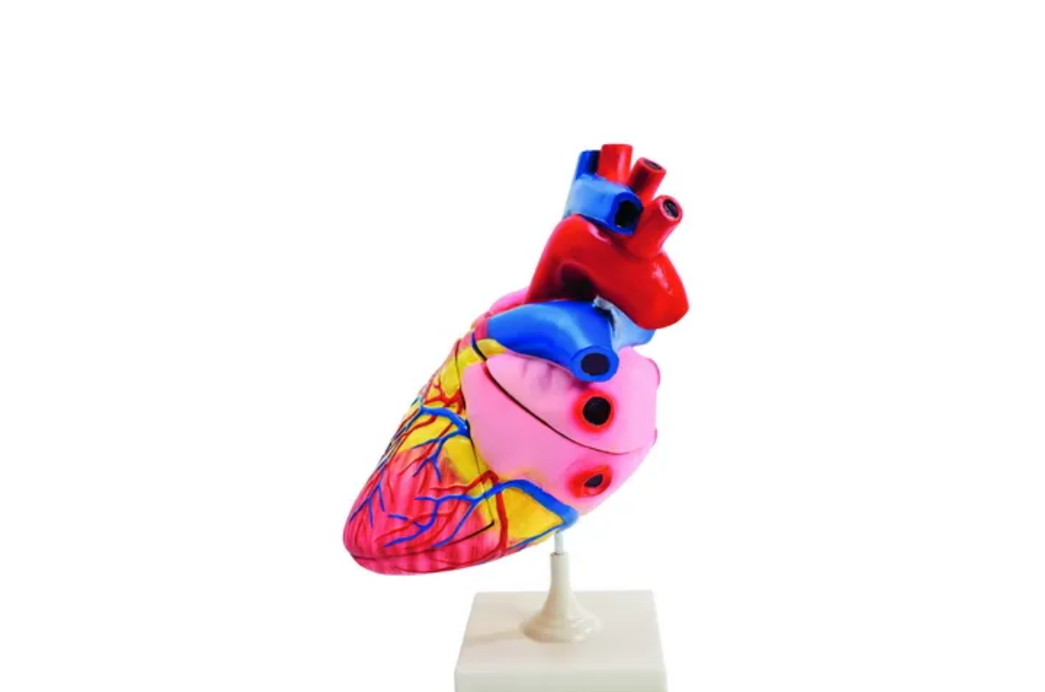Modelo Grande de Coração Humano 86178 Modelo Grande de Coração Humano 86178