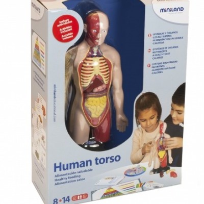 Brinquedo educativo torso humano com órgãos internos em caixa da Miniland