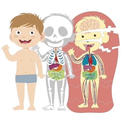 Ilustração educativa de menino com esqueleto e sistema corporal em puzzle