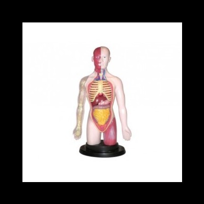 Modelo anatómico humano com metade do corpo mostrando músculos e órgãos internos