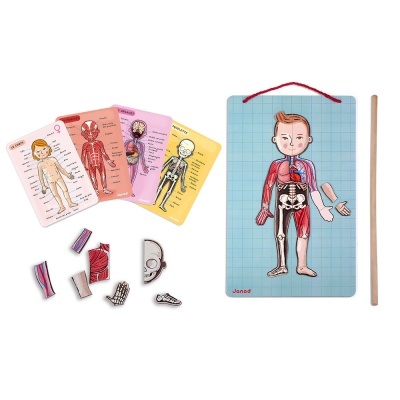 Puzzle educativo do corpo humano com peças destacáveis e cartas informativas coloridas
