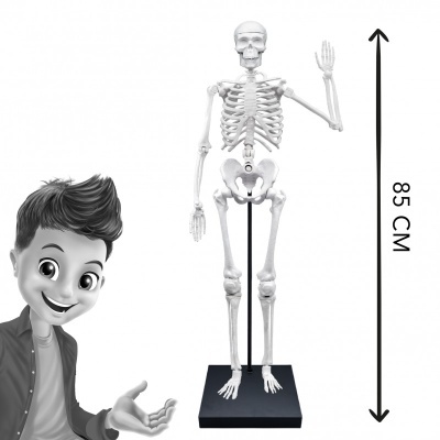 Esqueleto humano em miniatura branco de 85 cm com suporte preto