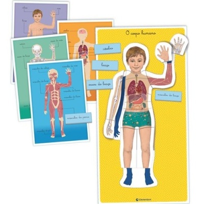 Cartazes educativos do corpo humano com várias ilustrações e textos em português.