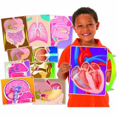 Criança com placas educativas de órgãos humanos coloridos