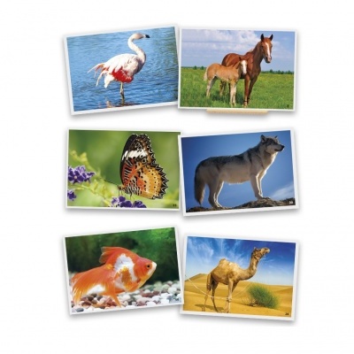 Seis cartões postais com imagens de animais em diferentes ambientes