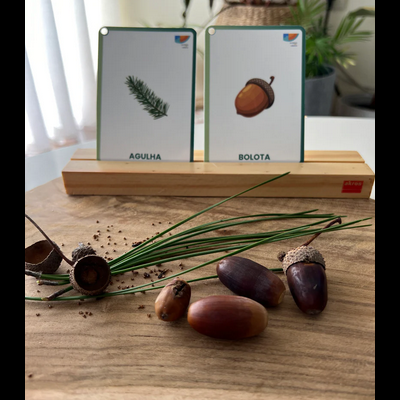 Cartas educativas com imagens de agulha e bolota em suporte de madeira, com bolotas e agulhas na frente.