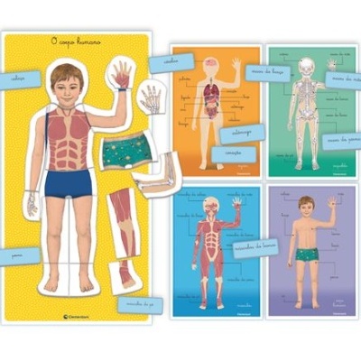 Painéis educativos com ilustrações do corpo humano e etiquetas em português.