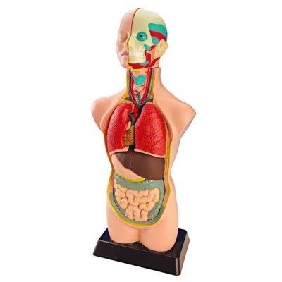 Modelo anatómico do torso humano colorido com órgãos internos em destaque