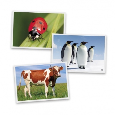 Fotos de uma joaninha, pinguins e uma vaca em diferentes cenários naturais