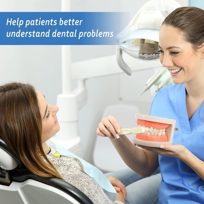 Dentista a mostrar modelo dental e escova de dentes a paciente no consultório