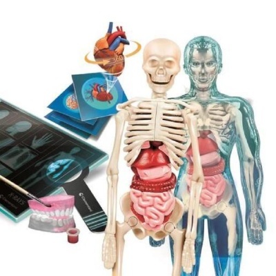 Modelos anatómicos do corpo humano com esqueletos, órgãos internos, radiografias e modelo dentário.