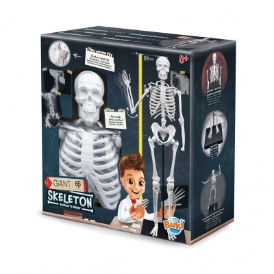 Brinquedo esqueleto gigante articulado em caixa Buki France