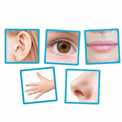 Fotografias de orelha, olho, boca, mão e nariz em molduras azuis