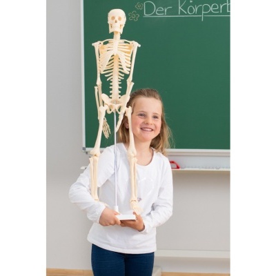 Menina segura modelo de esqueleto humano em sala de aula