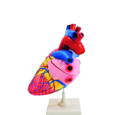 Modelo Grande de Coração Humano 86178