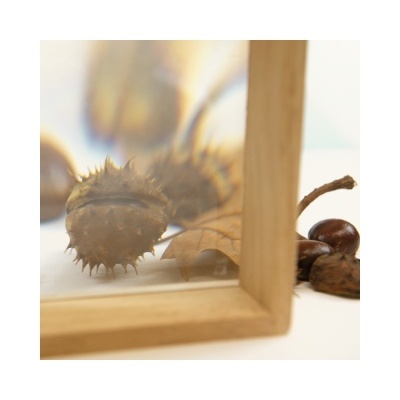 castanha com casca espinhosa e frutos secos junto a moldura de madeira