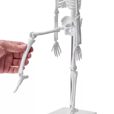 Modelo anatómico de esqueleto humano com articulações móveis a ser mexido por uma mão
