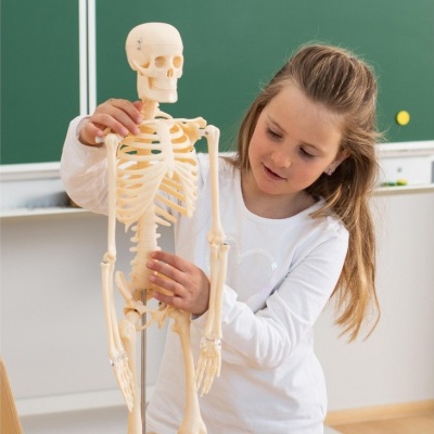 Criança mexendo num modelo anatómico de esqueleto humano em sala de aula