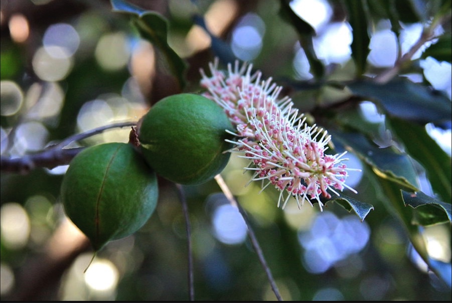 MACADÂMIA ENXERTADA Ramos de árvore com sementes verdes e flor rosa alongada