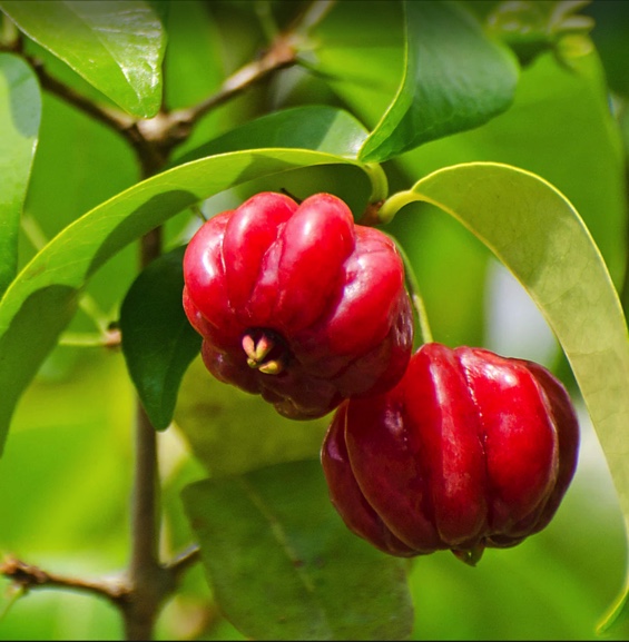 PITANGA VERMELHA Frutos vermelhos brilhantes em ramo com folhas verdes