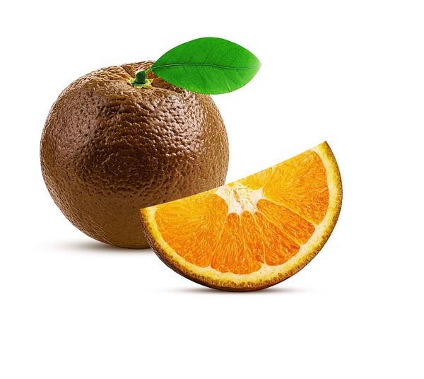 LARANJEIRA CHOCOLATE Fruta cítrica com casca marrom e fatia interna laranja