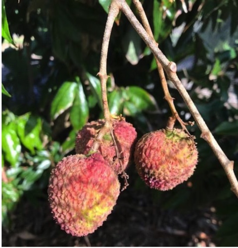LITCHIE FAY ZEE SIU Três frutos de lichia vermelha rugosa pendurados em ramo com folhas verdes ao fundo.
