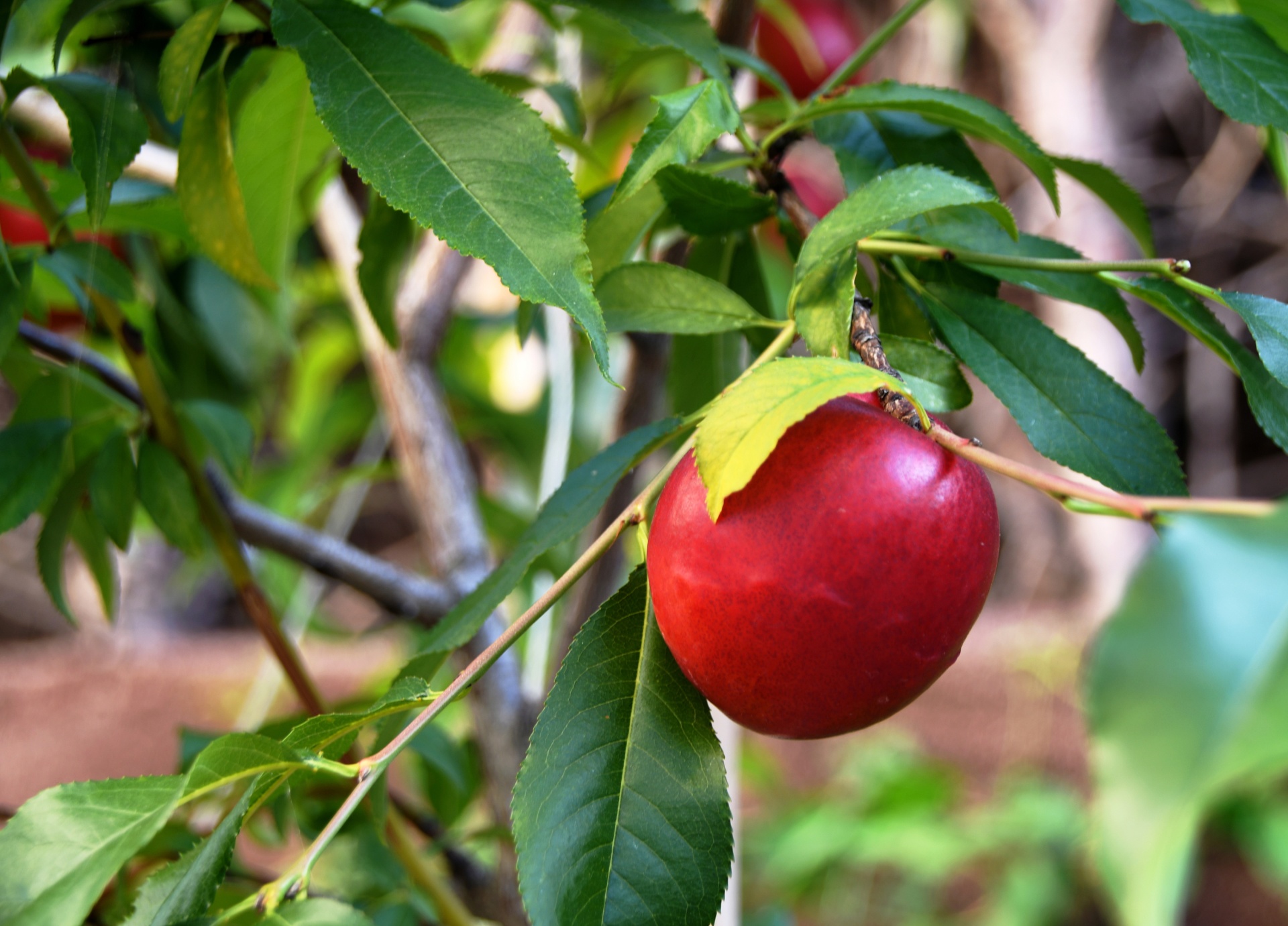 PESSEGUEIRO ANÃO CARECA Fruta vermelha com folhas verdes numa árvore