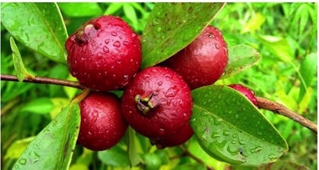 ARAÇÁ VERMELHO Frutos vermelhos com gotas de água em ramo com folhas verdes