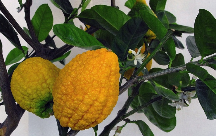 CIDRÃO Dois citrinos amarelos texturizados em ramo com folhas verdes e flores pequenas brancas