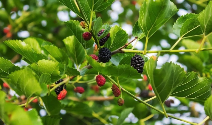 ÁRVORE AMOREIRA PRETA Ramos de amoreira com frutos pretos e vermelhos e folhas verdes