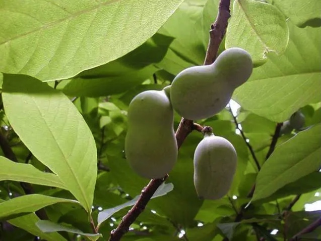 PAW-PAW SUNFLOWER Frutos verdes em ramo com folhas largas