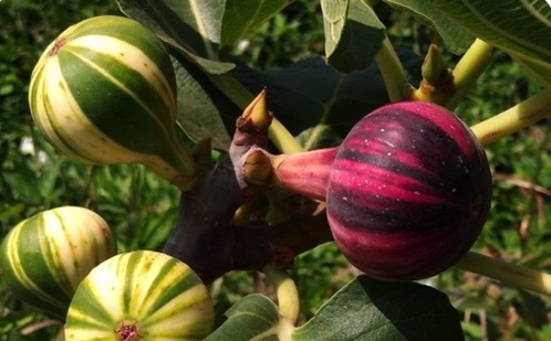 FIGUEIRA BORDISSOT NEGRA RIMADA Figos verdes e roxos em figueira ao ar livre