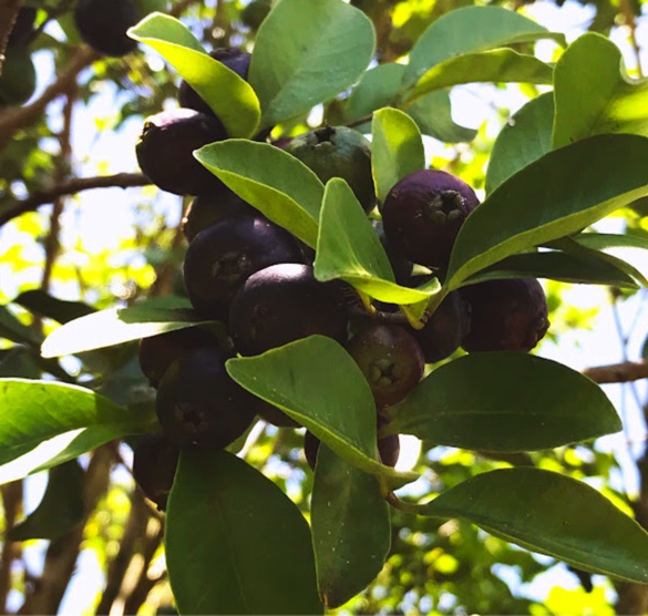 ARAÇÁ PRETO Bagas roxas escuras em cachos numa árvore com folhas verdes